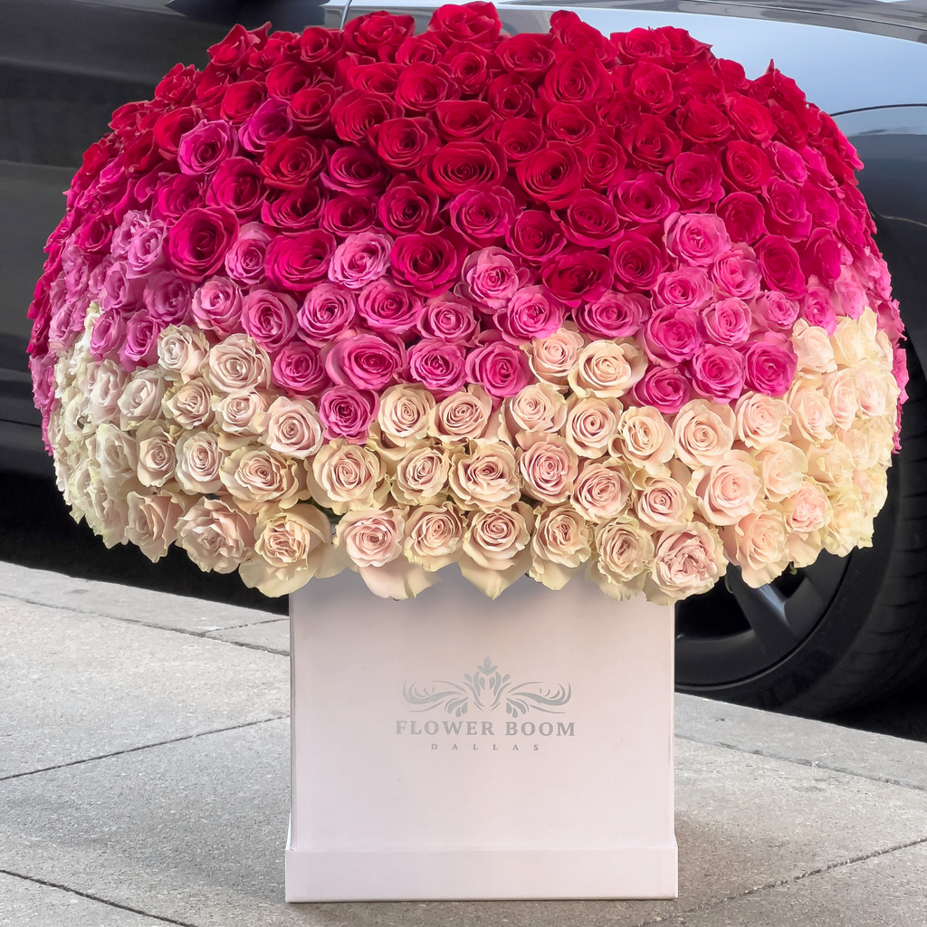 250 Pink Ombre Roses